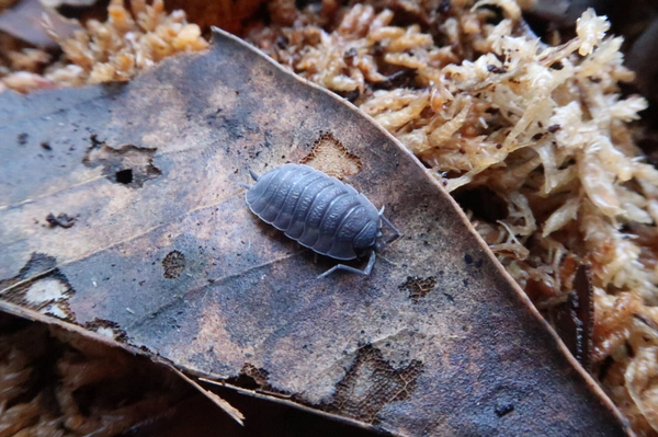 Isopods and Millipedes