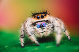 Jumping Spiders