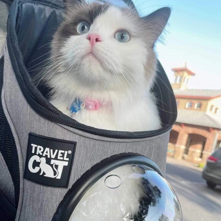 the Fat Cat Mini Cat Backpack Bubble Pet Carrier Reptilian Arts