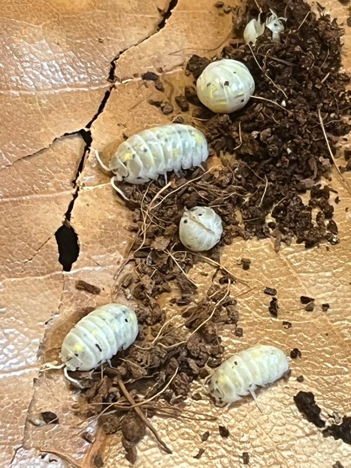 Magic Potion- 6 Count