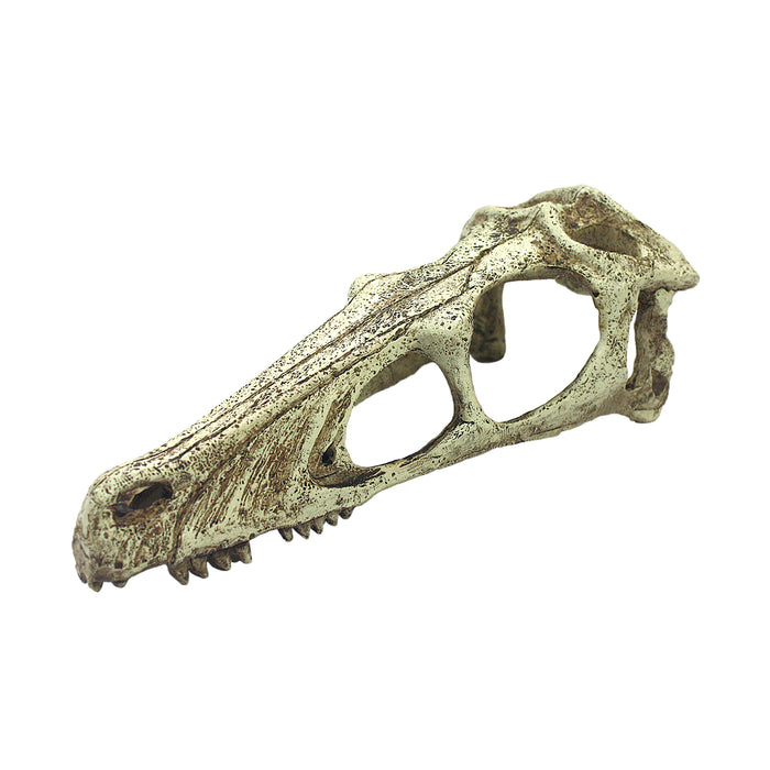 KOMODO RAPTOR SKULL Large