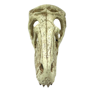 KOMODO RAPTOR SKULL Large