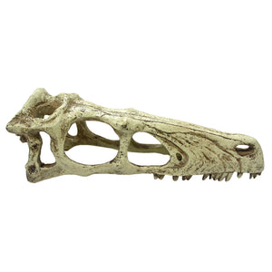 KOMODO RAPTOR SKULL Large