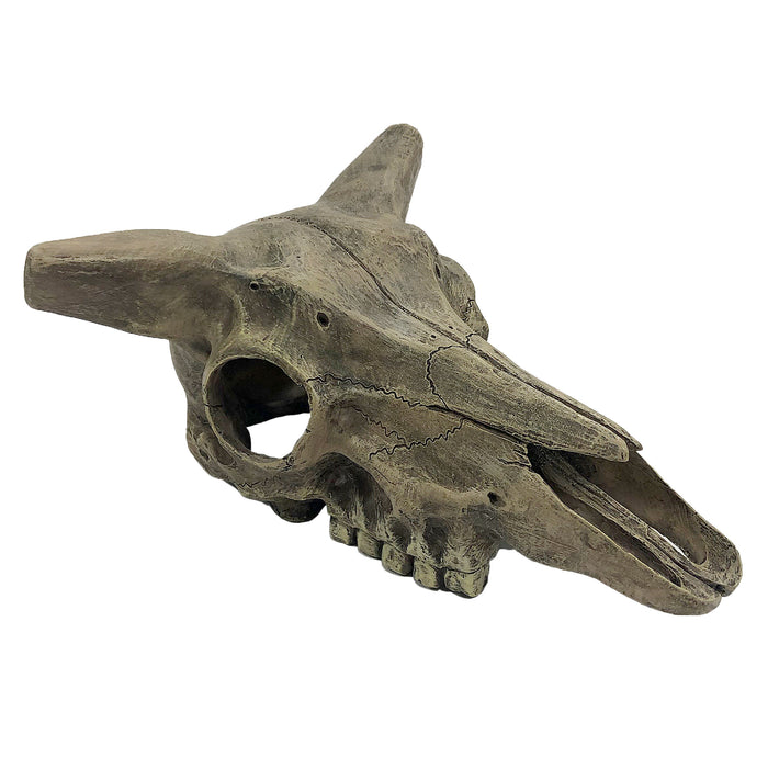 KOMODO DEER SKULL