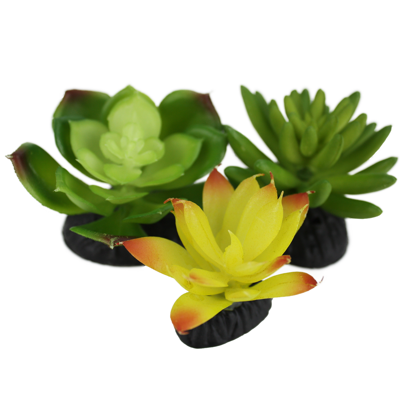 yellow green succulents Komodo Succulent 3pk Yellow/Green – Reptilian Arts