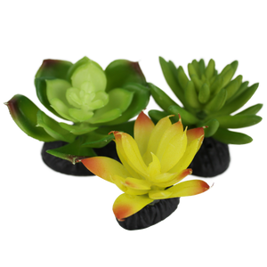 Komodo Succulent 3pk Yellow/Green