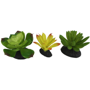 Komodo Succulent 3pk Yellow/Green