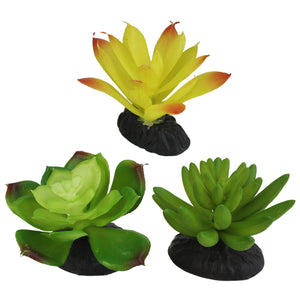 Komodo Succulent 3pk Yellow/Green