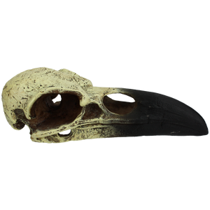 KOMODO Raven Skull Large