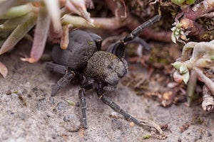 Yellowhead Velvet Spider