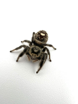 Juvenile female regal jumping spider close up 