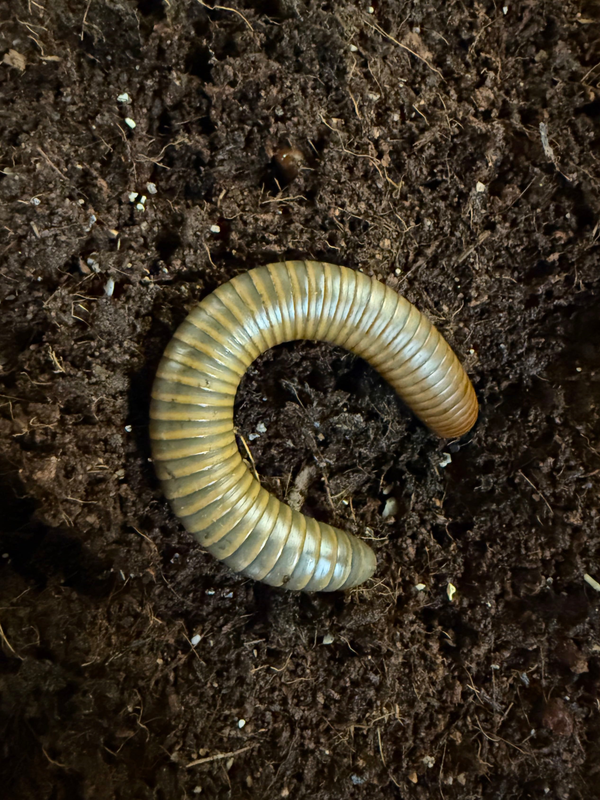 Smokey Oak Millipede – Reptilian Arts