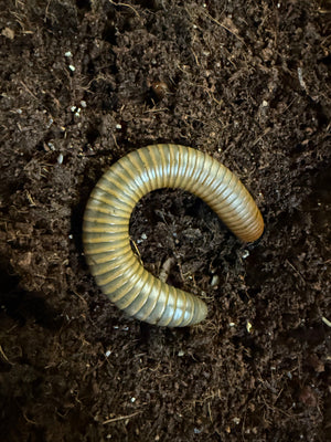 Smokey Oak millipede
