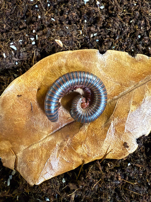 Millipede on a brown leaf in soil