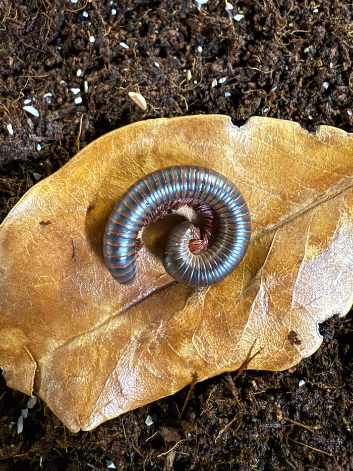 Pink Foot Millipede