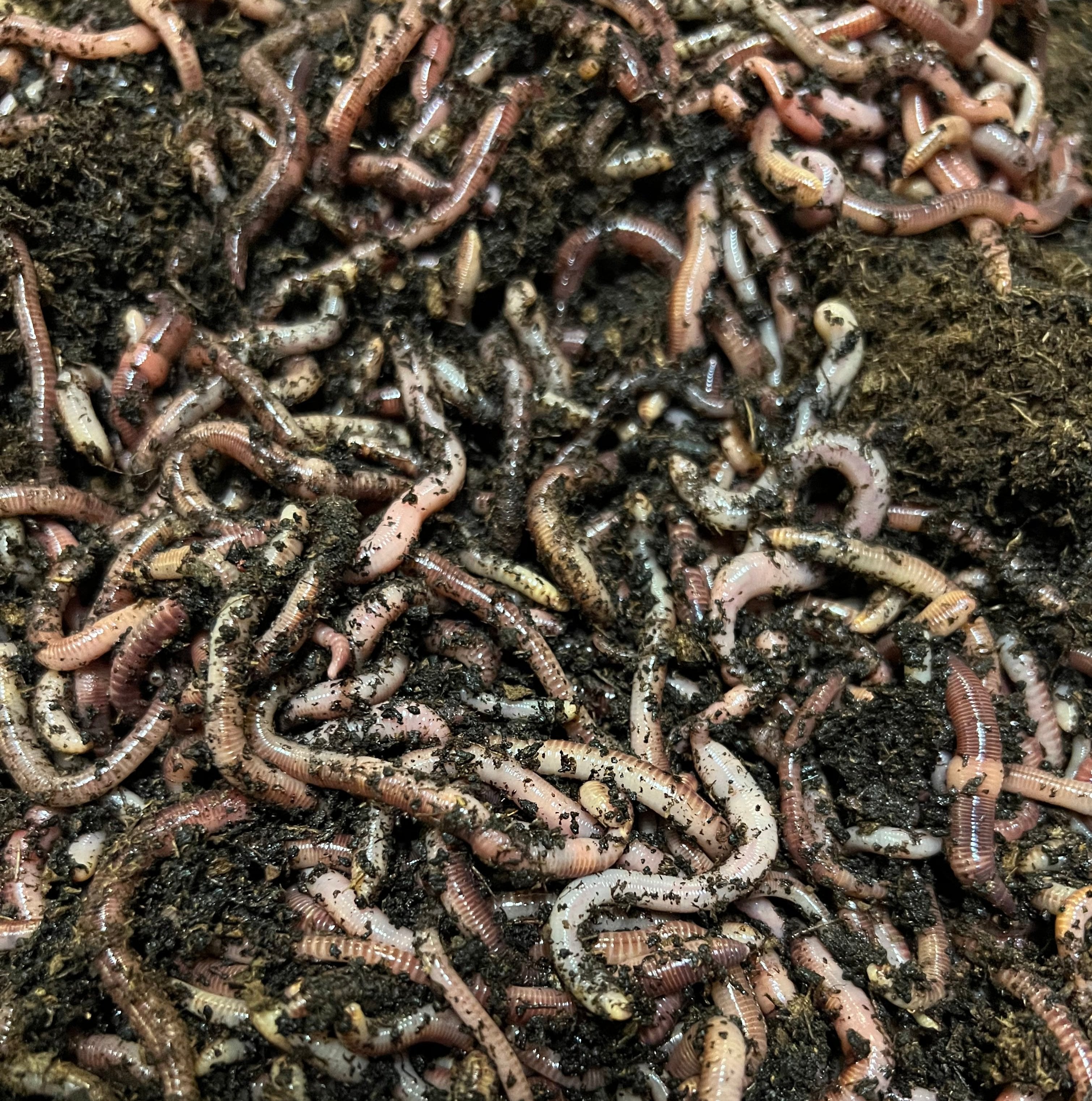 Super Red European Night Crawlers – Reptilian Arts