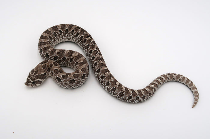 Axanthic Het Albino