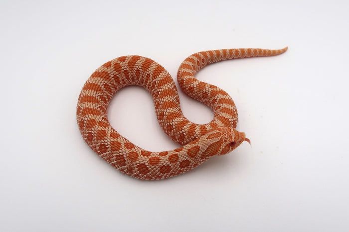 Albino Possible Het Snow