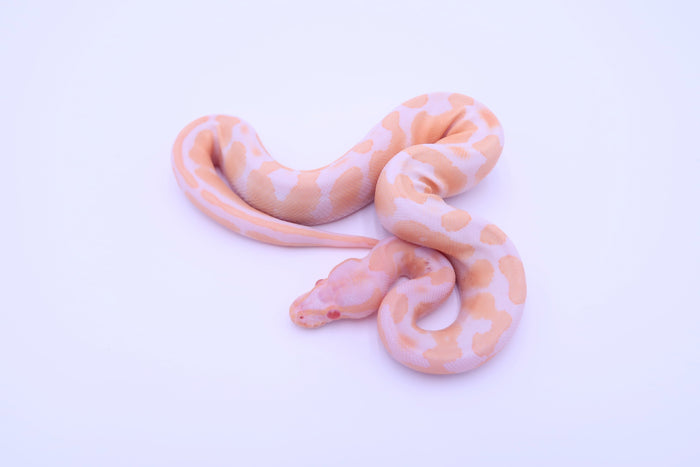 Albino