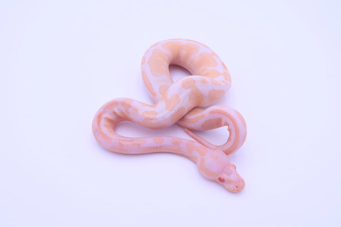 Albino