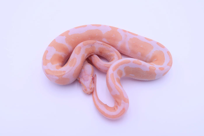 Albino