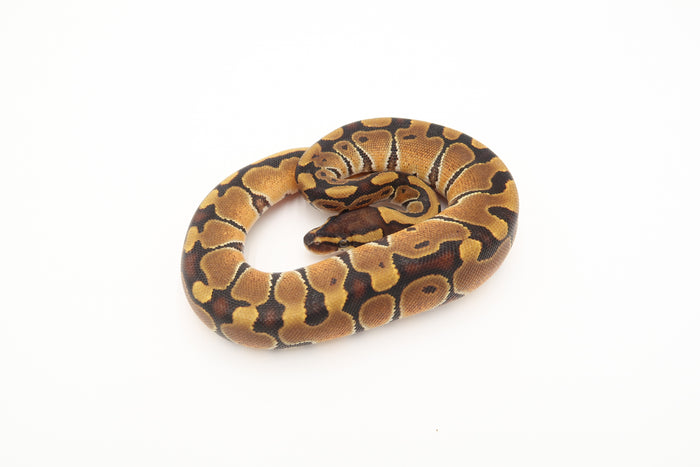 Enchi Yellow Belly Het Orange Ghost