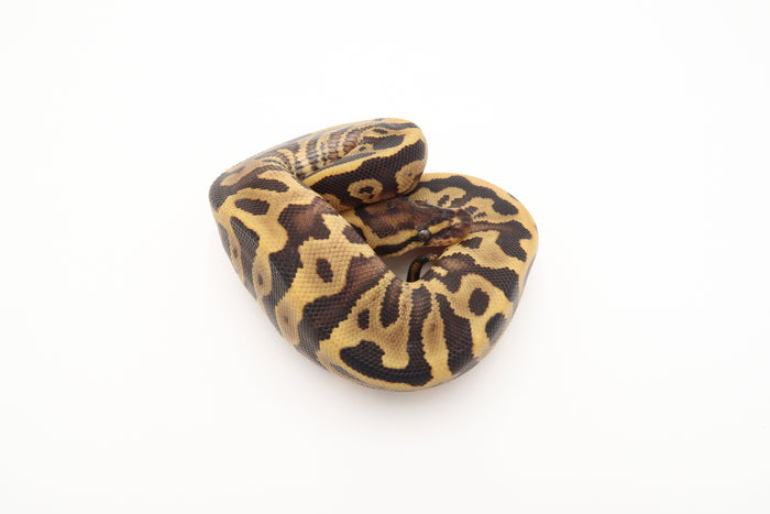 Fire Leopard Het Piebald