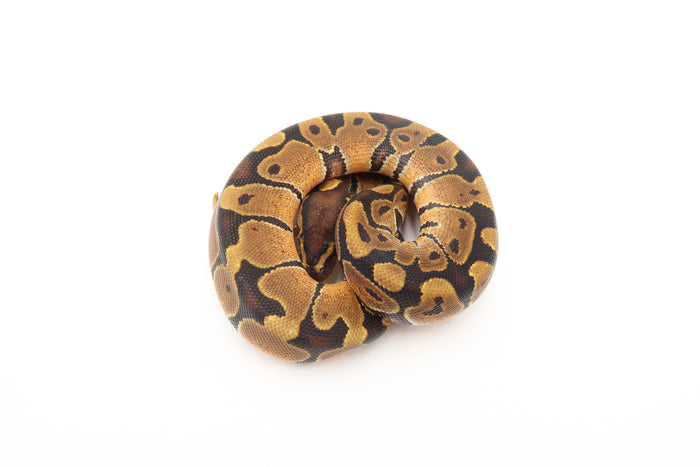 Enchi Yellow Belly Het Hypo