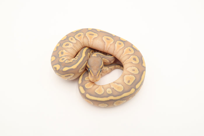 Enchi Lesser Het Orange Ghost