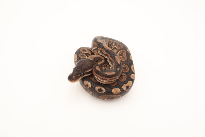 Black Pastel 50% Het Piebald