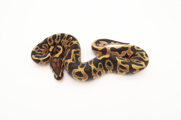 Fire Leopard 50% Het Piebald