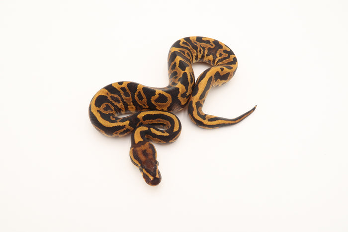 Fire Leopard 50% Het Piebald