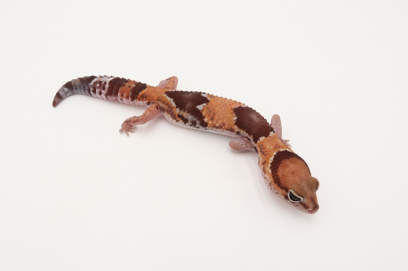 African Fat Tailed Gecko – Reptilian Arts