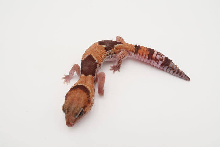 African Fat Tailed Gecko