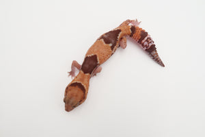 African Fat Tailed Gecko