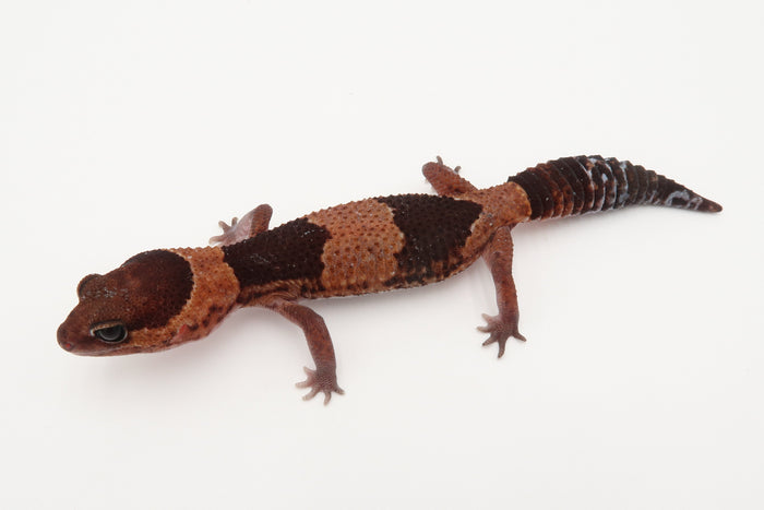 Banded Het Amelanistic 50% Het Oreo Pos Tangerine
