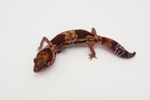 Banded Het Amelanistic 50% Het Oreo Pos Tangerine