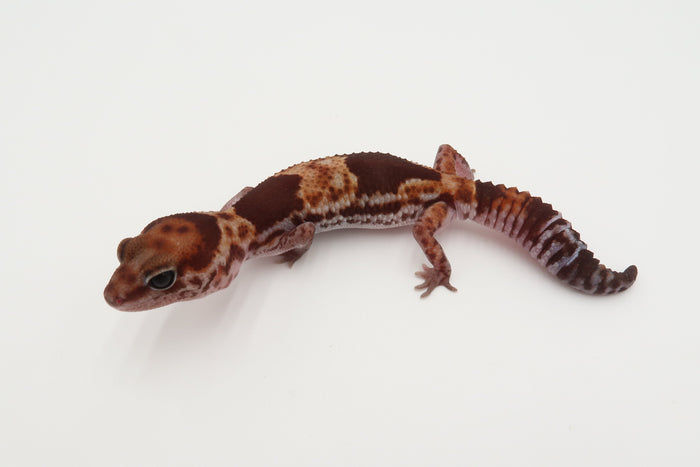 Banded Het Amelanistic 50% Het Oreo Pos Tangerine