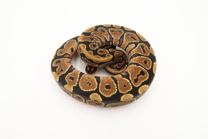 Yellow Belly Het Hypo
