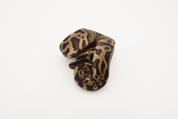 Leopard 50% Het Piebald