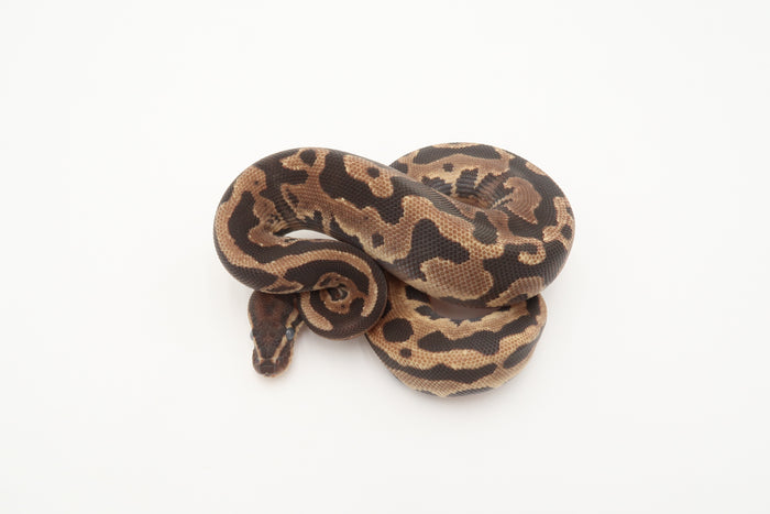 Leopard Het Piebald