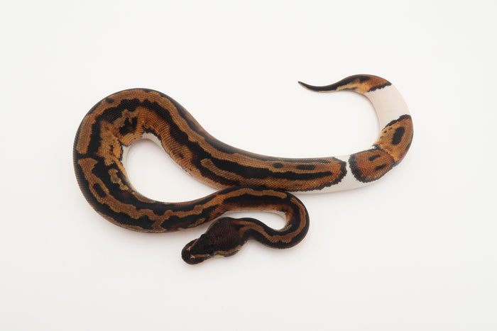 Piebald