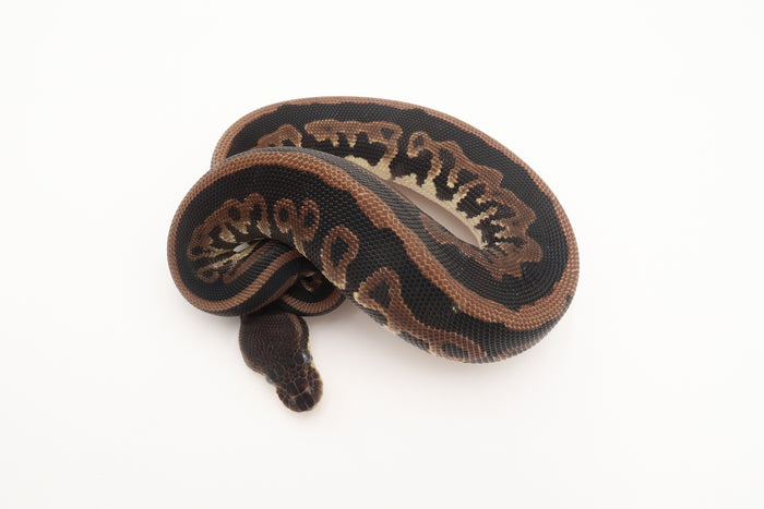 Black Pastel 50% Het Piebald