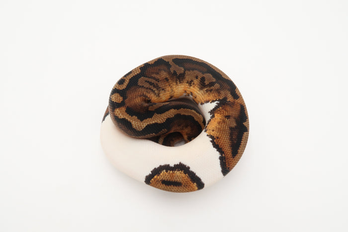 Piebald