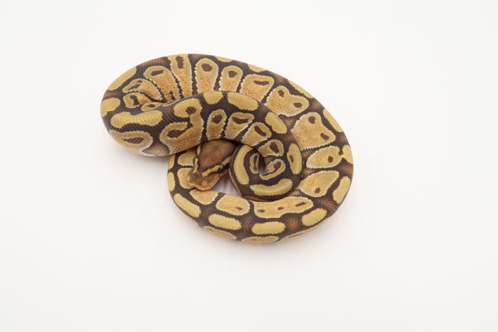 Enchi lesser bee