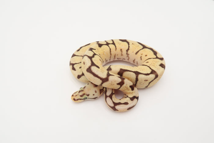 Killer bee 50% Het Piebald