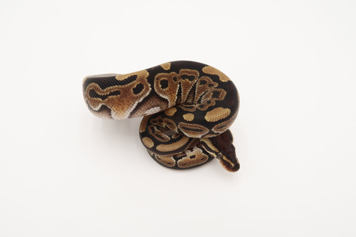 Mojave 50% Het Piebald