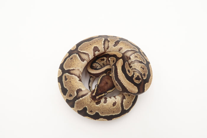 Normal Het Piebald