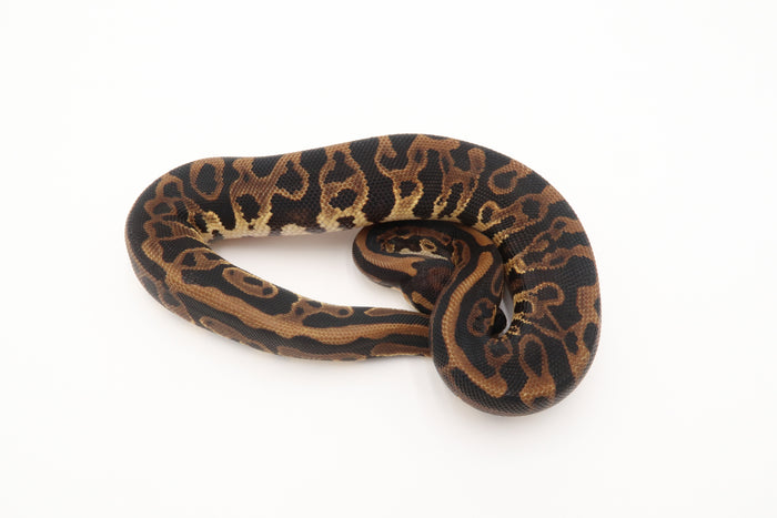 Leopard 50% Het Piebald