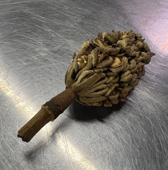 Magnolia Seed Pod